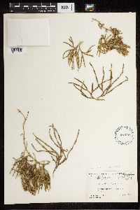 Diphasiastrum alpinum image