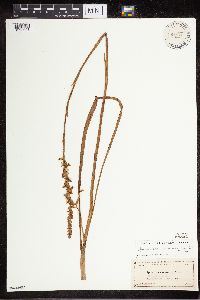 Media resource of Spiranthes vernalis