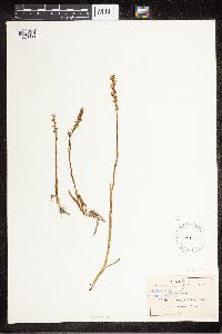 Media resource of Spiranthes graminea