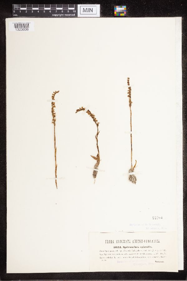 Spiranthes spiralis image