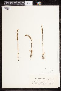 Media resource of Spiranthes spiralis