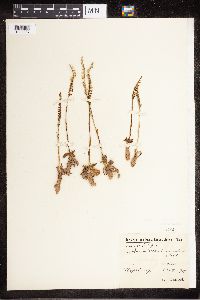 Media resource of Spiranthes autumnalis