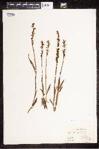 Media resource of Spiranthes oestivalis
