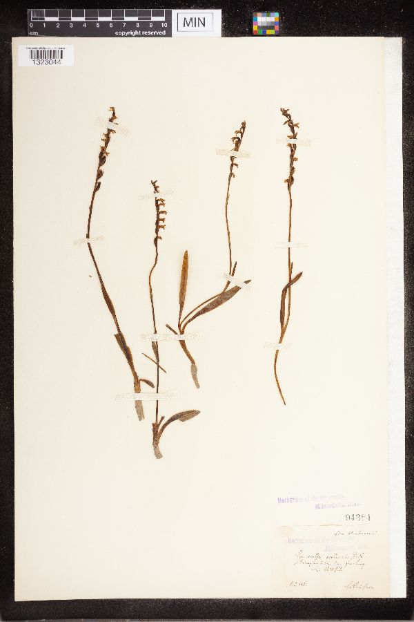 Spiranthes aestivalis image
