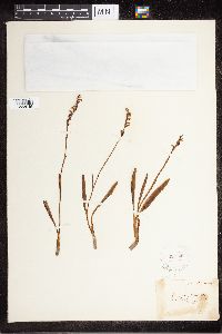 Spiranthes aestivalis image