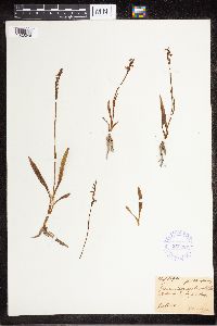 Spiranthes aestivalis image