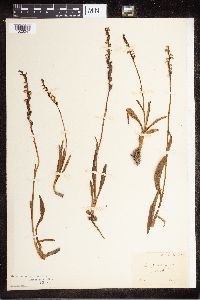 Spiranthes aestivalis image