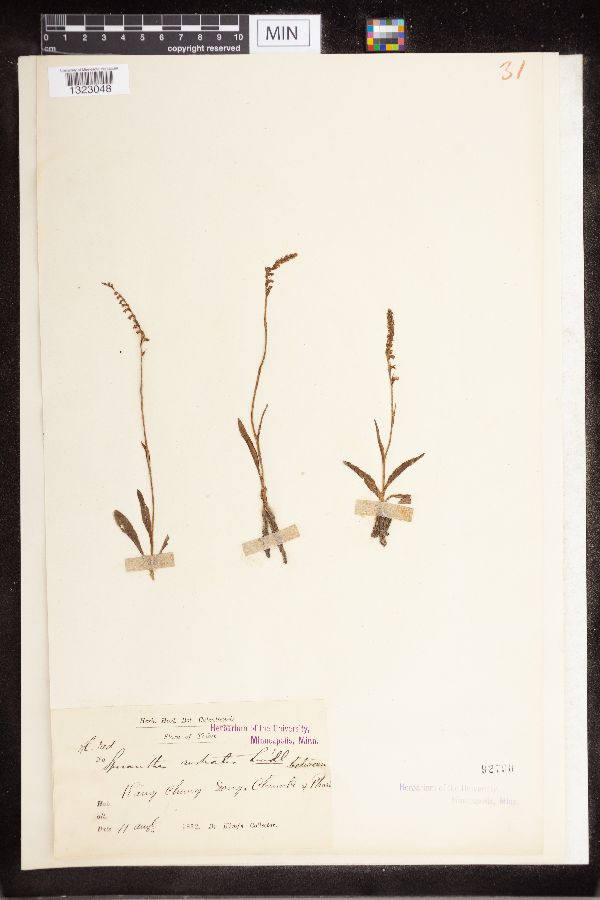 Spiranthes australis image