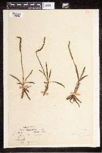 Spiranthes australis image