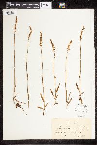Spiranthes australis image