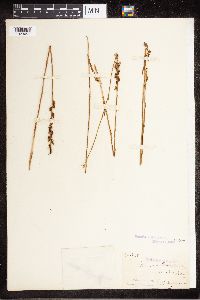 Spiranthes australis image