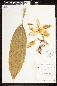 Media resource of Stanhopea grandiflora