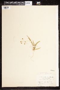 Media resource of Trizeuxis falcata