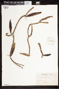 Media resource of Vanilla eggersii