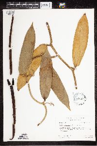 Media resource of Vanilla fragrans