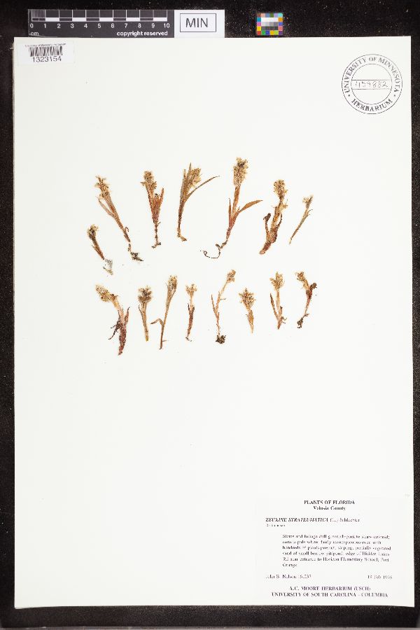 Zeuxine strateumatica image