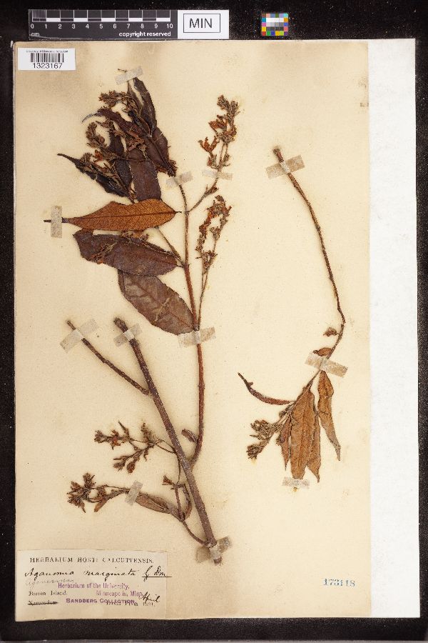 Aganosma marginata image