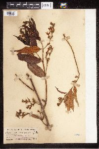 Image of Aganosma marginata