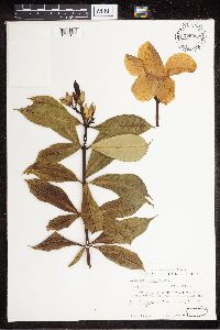 Image of Allamanda cathartica