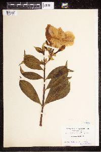 Image of Allamanda schottii