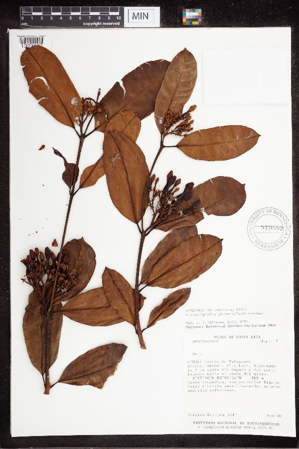 Allomarkgrafia plumeriiflora image