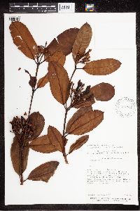 Image of Allomarkgrafia plumeriiflora