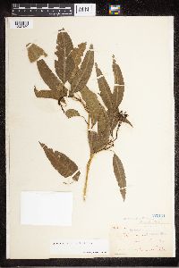 Image of Alstonia constricta