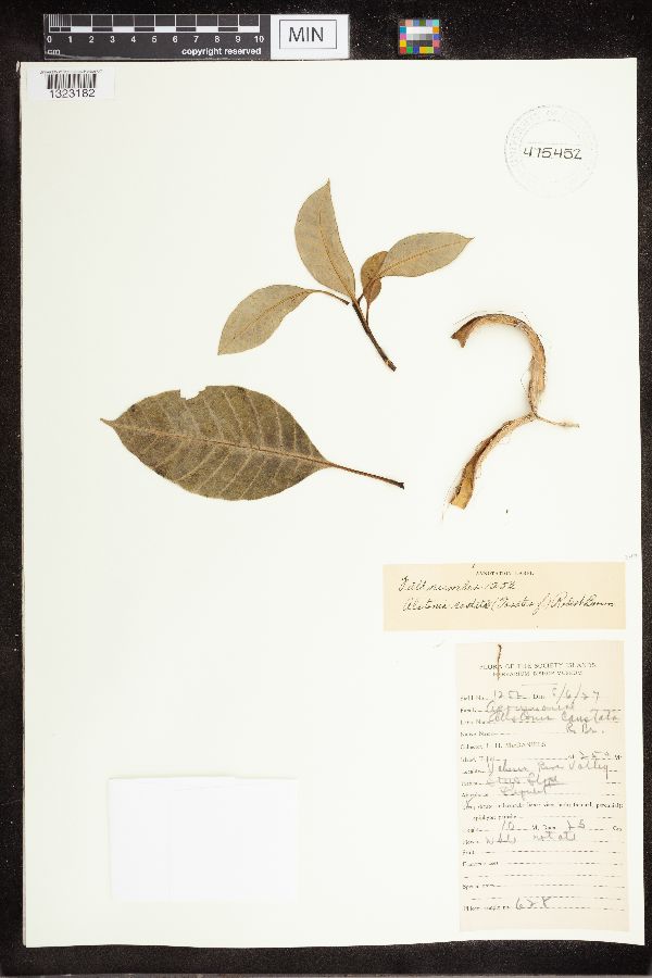 Alstonia costata image