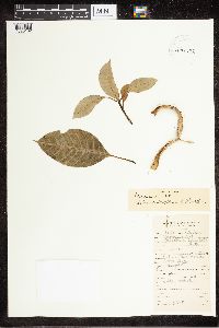 Image of Alstonia costata