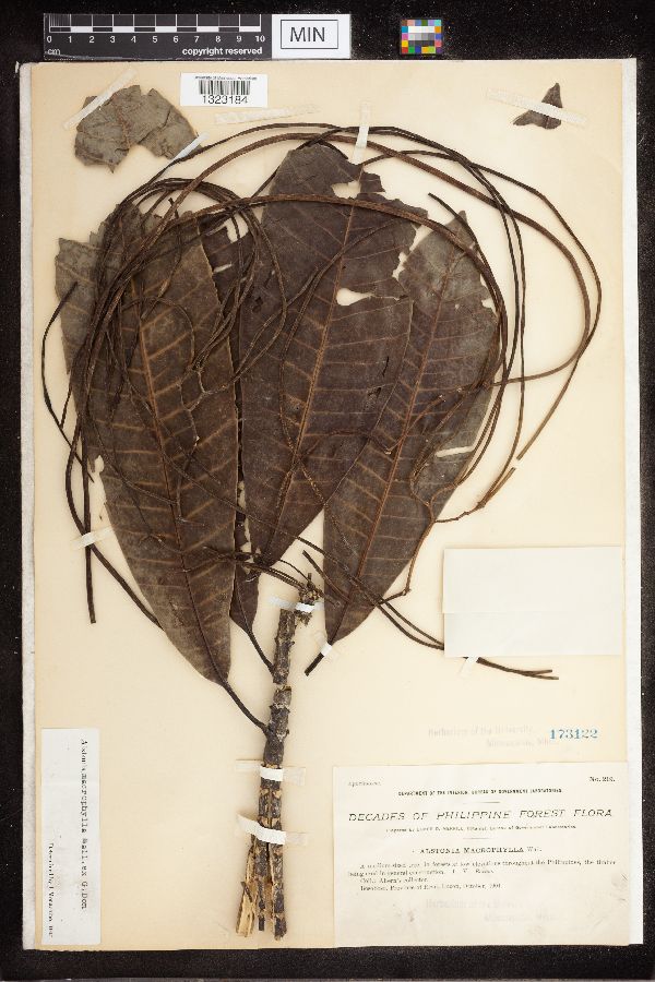 Alstonia macrophylla image