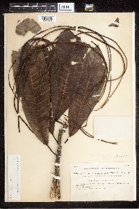 Image of Alstonia macrophylla