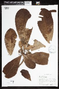 Image of Alstonia spectabilis