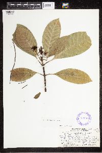 Image of Alstonia vitiensis