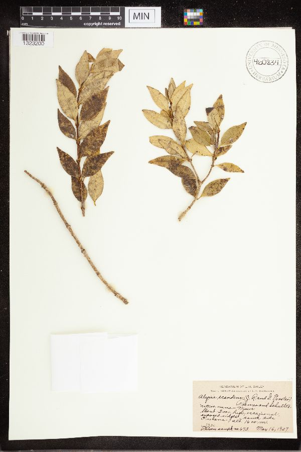 Alyxia scandens image