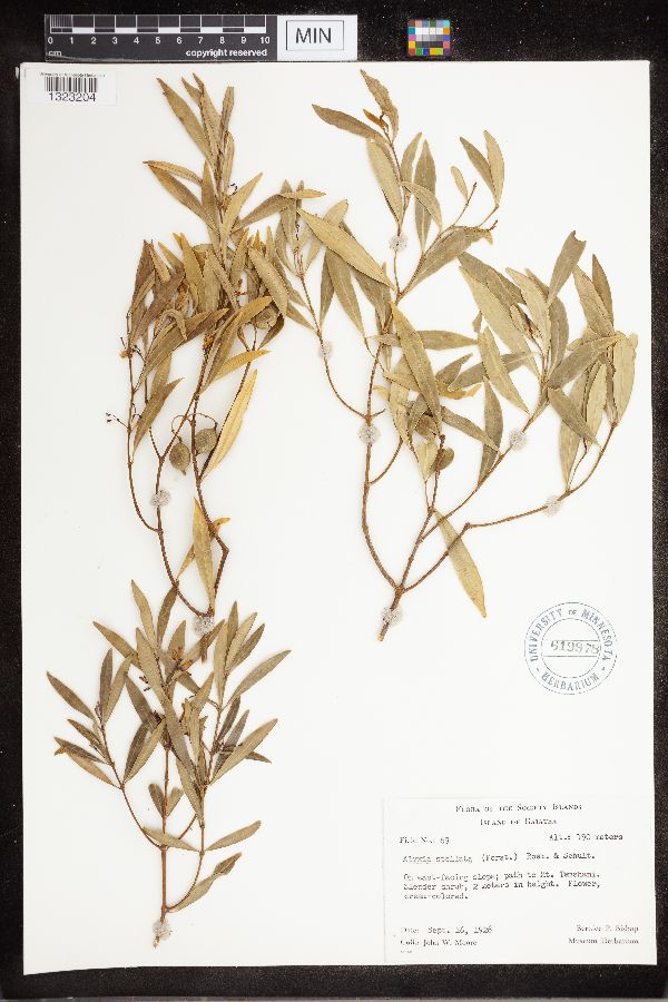 Alyxia stellata image