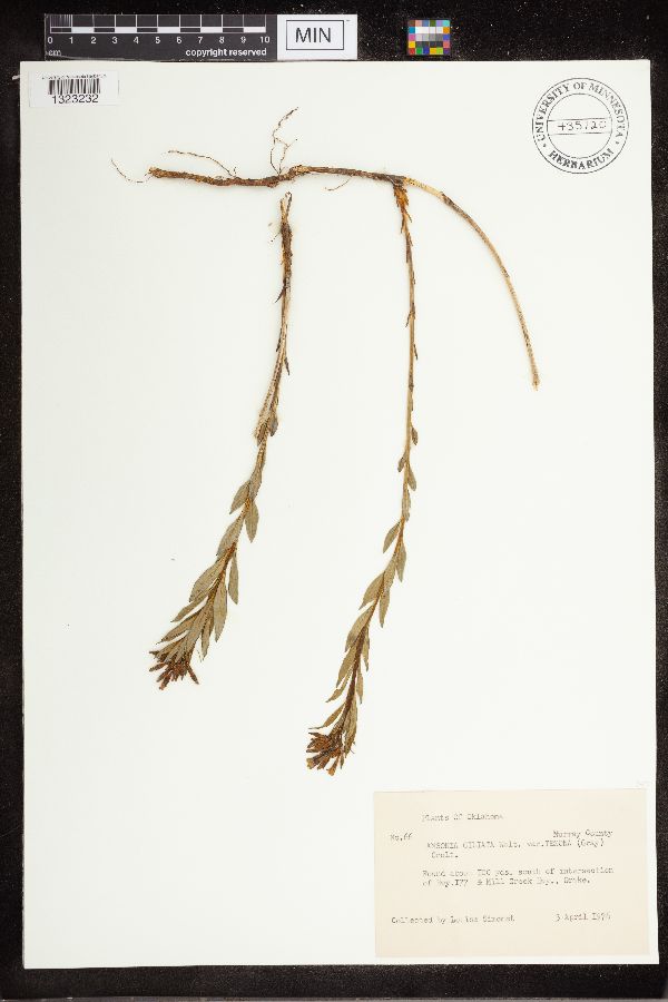 Amsonia ciliata var. texana image