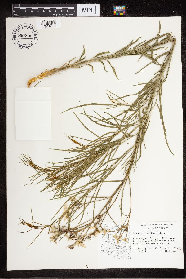 Amsonia grandiflora image