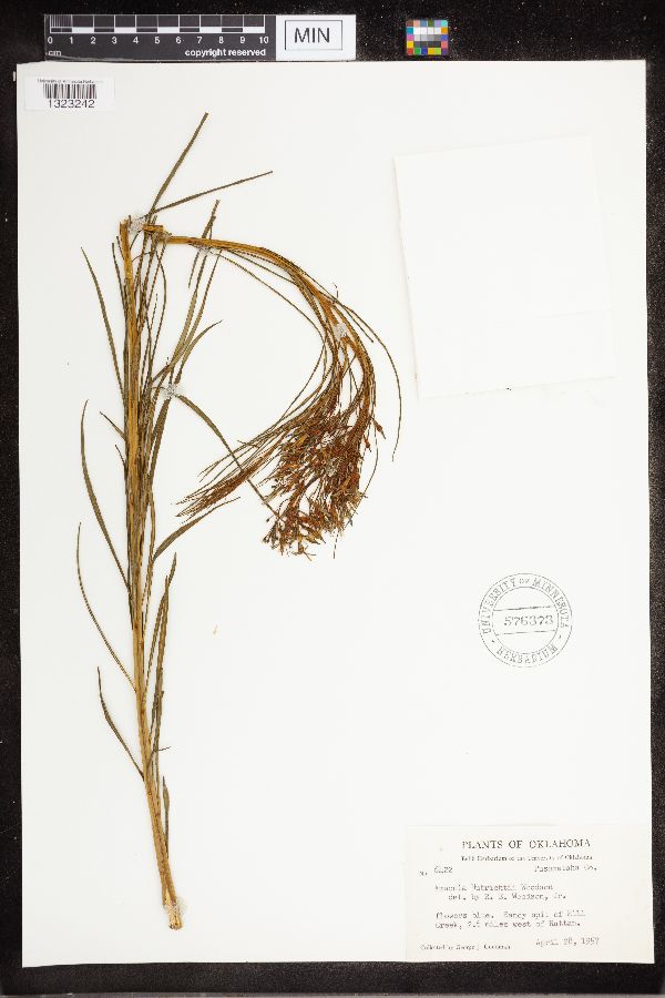 Amsonia hubrichtii image