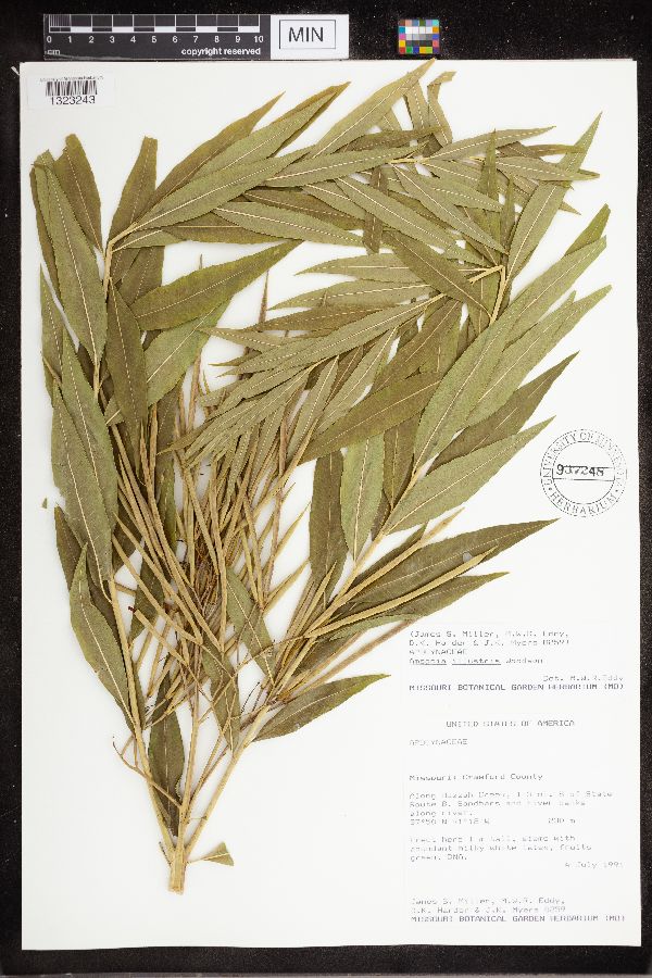 Amsonia illustris image