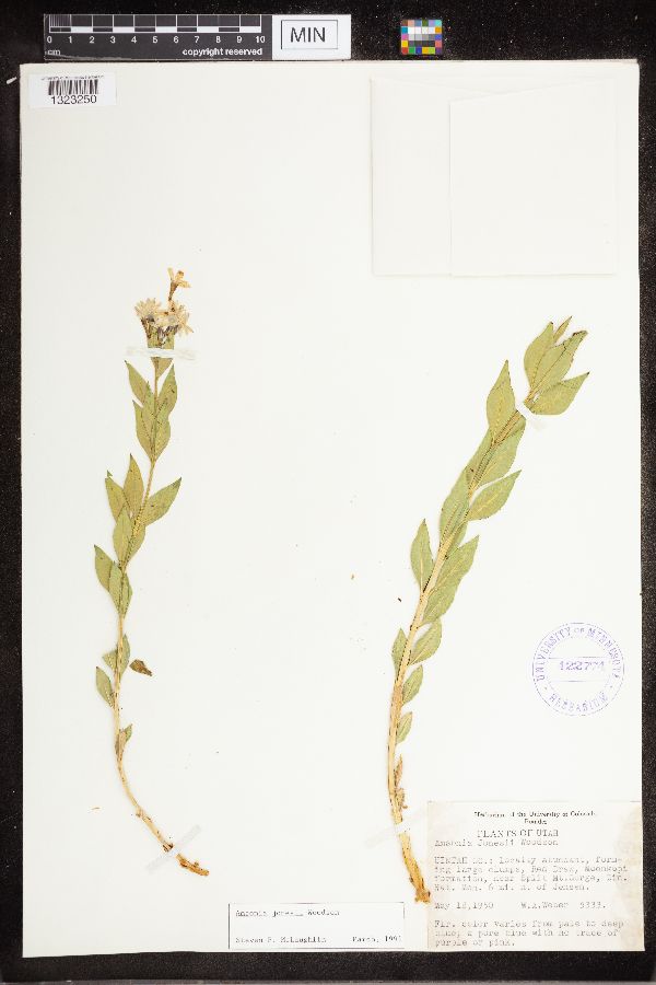Amsonia jonesii image