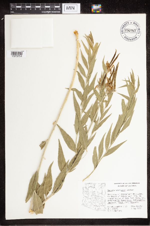 Amsonia kearneyana image