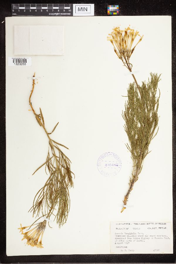 Amsonia longiflora image
