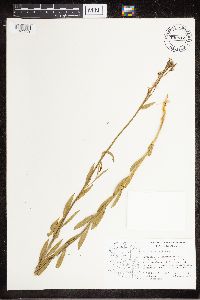 Amsonia palmeri image