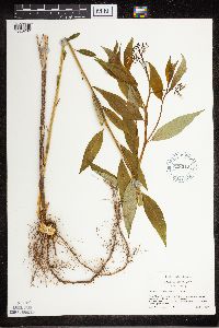 Amsonia tabernaemontana image