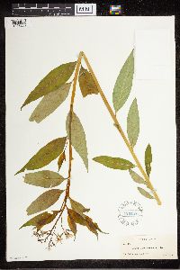 Amsonia tabernaemontana image