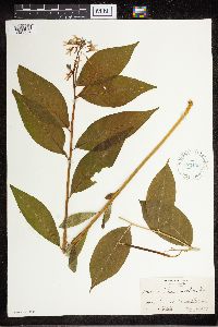 Amsonia tabernaemontana image