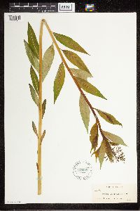 Amsonia tabernaemontana image