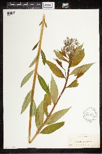 Amsonia tabernaemontana image