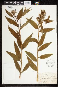 Amsonia tabernaemontana image