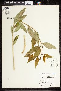 Amsonia tabernaemontana image